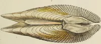 Picture 16 of 83 from General conchology; or, a description of shells arranged according to the Linnean system. And illustrated with plates drawn and coloured from nature. Vol. 1 / by W. Wood. (1815), leaf 359