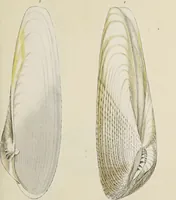 An illustration from General conchology; or, a description of shells arranged according to the Linnean system. And illustrated with plates drawn and coloured from nature. Vol. 1 / by W. Wood. (1815)