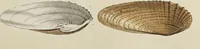 Picture 18 of 83 from General conchology; or, a description of shells arranged according to the Linnean system. And illustrated with plates drawn and coloured from nature. Vol. 1 / by W. Wood. (1815), leaf 361