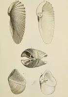 Picture 19 of 83 from General conchology; or, a description of shells arranged according to the Linnean system. And illustrated with plates drawn and coloured from nature. Vol. 1 / by W. Wood. (1815), leaf 363