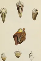 Picture 20 of 83 from General conchology; or, a description of shells arranged according to the Linnean system. And illustrated with plates drawn and coloured from nature. Vol. 1 / by W. Wood. (1815), leaf 365