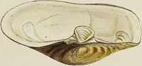 Picture 21 of 83 from General conchology; or, a description of shells arranged according to the Linnean system. And illustrated with plates drawn and coloured from nature. Vol. 1 / by W. Wood. (1815), leaf 367