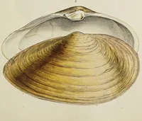 Picture 22 of 83 from General conchology; or, a description of shells arranged according to the Linnean system. And illustrated with plates drawn and coloured from nature. Vol. 1 / by W. Wood. (1815), leaf 367