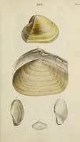 Picture 23 of 83 from General conchology; or, a description of shells arranged according to the Linnean system. And illustrated with plates drawn and coloured from nature. Vol. 1 / by W. Wood. (1815), leaf 369