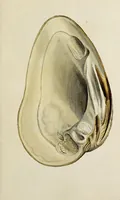 Picture 25 of 83 from General conchology; or, a description of shells arranged according to the Linnean system. And illustrated with plates drawn and coloured from nature. Vol. 1 / by W. Wood. (1815), leaf 375