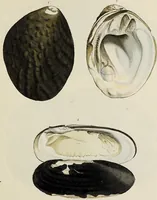 Picture 26 of 83 from General conchology; or, a description of shells arranged according to the Linnean system. And illustrated with plates drawn and coloured from nature. Vol. 1 / by W. Wood. (1815), leaf 377