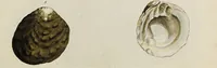 Picture 27 of 83 from General conchology; or, a description of shells arranged according to the Linnean system. And illustrated with plates drawn and coloured from nature. Vol. 1 / by W. Wood. (1815), leaf 377