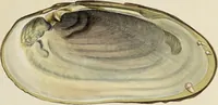 Picture 28 of 83 from General conchology; or, a description of shells arranged according to the Linnean system. And illustrated with plates drawn and coloured from nature. Vol. 1 / by W. Wood. (1815), leaf 379