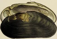 Picture 29 of 83 from General conchology; or, a description of shells arranged according to the Linnean system. And illustrated with plates drawn and coloured from nature. Vol. 1 / by W. Wood. (1815), leaf 379
