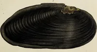 Picture 30 of 83 from General conchology; or, a description of shells arranged according to the Linnean system. And illustrated with plates drawn and coloured from nature. Vol. 1 / by W. Wood. (1815), leaf 379