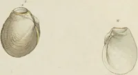 Picture 31 of 83 from General conchology; or, a description of shells arranged according to the Linnean system. And illustrated with plates drawn and coloured from nature. Vol. 1 / by W. Wood. (1815), leaf 381
