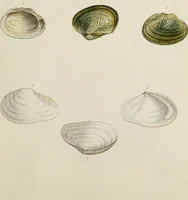 Picture 32 of 83 from General conchology; or, a description of shells arranged according to the Linnean system. And illustrated with plates drawn and coloured from nature. Vol. 1 / by W. Wood. (1815), leaf 381