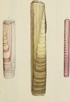 Picture 35 of 83 from General conchology; or, a description of shells arranged according to the Linnean system. And illustrated with plates drawn and coloured from nature. Vol. 1 / by W. Wood. (1815), leaf 387