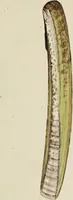 An illustration from General conchology; or, a description of shells arranged according to the Linnean system. And illustrated with plates drawn and coloured from nature. Vol. 1 / by W. Wood. (1815)