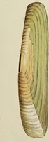 Picture 37 of 83 from General conchology; or, a description of shells arranged according to the Linnean system. And illustrated with plates drawn and coloured from nature. Vol. 1 / by W. Wood. (1815), leaf 389