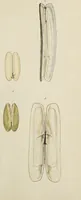 An illustration from General conchology; or, a description of shells arranged according to the Linnean system. And illustrated with plates drawn and coloured from nature. Vol. 1 / by W. Wood. (1815)