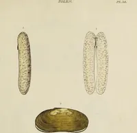An illustration from General conchology; or, a description of shells arranged according to the Linnean system. And illustrated with plates drawn and coloured from nature. Vol. 1 / by W. Wood. (1815)
