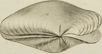 Picture 39 of 83 from General conchology; or, a description of shells arranged according to the Linnean system. And illustrated with plates drawn and coloured from nature. Vol. 1 / by W. Wood. (1815), leaf 393