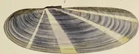 Picture 40 of 83 from General conchology; or, a description of shells arranged according to the Linnean system. And illustrated with plates drawn and coloured from nature. Vol. 1 / by W. Wood. (1815), leaf 395
