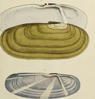 Picture 41 of 83 from General conchology; or, a description of shells arranged according to the Linnean system. And illustrated with plates drawn and coloured from nature. Vol. 1 / by W. Wood. (1815), leaf 395