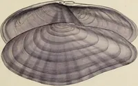 Picture 43 of 83 from General conchology; or, a description of shells arranged according to the Linnean system. And illustrated with plates drawn and coloured from nature. Vol. 1 / by W. Wood. (1815), leaf 397