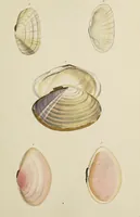 Picture 44 of 83 from General conchology; or, a description of shells arranged according to the Linnean system. And illustrated with plates drawn and coloured from nature. Vol. 1 / by W. Wood. (1815), leaf 399