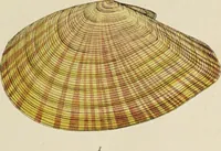 Picture 46 of 83 from General conchology; or, a description of shells arranged according to the Linnean system. And illustrated with plates drawn and coloured from nature. Vol. 1 / by W. Wood. (1815), leaf 403