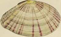 Picture 48 of 83 from General conchology; or, a description of shells arranged according to the Linnean system. And illustrated with plates drawn and coloured from nature. Vol. 1 / by W. Wood. (1815), leaf 405