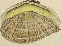 Picture 49 of 83 from General conchology; or, a description of shells arranged according to the Linnean system. And illustrated with plates drawn and coloured from nature. Vol. 1 / by W. Wood. (1815), leaf 405