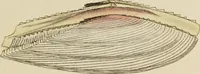 Picture 50 of 83 from General conchology; or, a description of shells arranged according to the Linnean system. And illustrated with plates drawn and coloured from nature. Vol. 1 / by W. Wood. (1815), leaf 407