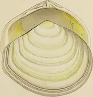 Picture 51 of 83 from General conchology; or, a description of shells arranged according to the Linnean system. And illustrated with plates drawn and coloured from nature. Vol. 1 / by W. Wood. (1815), leaf 407