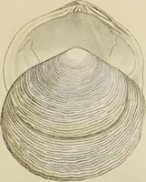 Picture 52 of 83 from General conchology; or, a description of shells arranged according to the Linnean system. And illustrated with plates drawn and coloured from nature. Vol. 1 / by W. Wood. (1815), leaf 409