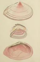 Picture 53 of 83 from General conchology; or, a description of shells arranged according to the Linnean system. And illustrated with plates drawn and coloured from nature. Vol. 1 / by W. Wood. (1815), leaf 411