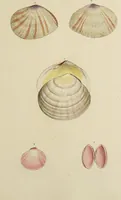 Picture 54 of 83 from General conchology; or, a description of shells arranged according to the Linnean system. And illustrated with plates drawn and coloured from nature. Vol. 1 / by W. Wood. (1815), leaf 413