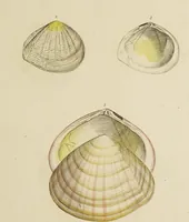 Picture 55 of 83 from General conchology; or, a description of shells arranged according to the Linnean system. And illustrated with plates drawn and coloured from nature. Vol. 1 / by W. Wood. (1815), leaf 415