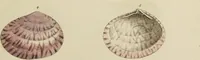 Picture 56 of 83 from General conchology; or, a description of shells arranged according to the Linnean system. And illustrated with plates drawn and coloured from nature. Vol. 1 / by W. Wood. (1815), leaf 415