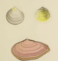 Picture 57 of 83 from General conchology; or, a description of shells arranged according to the Linnean system. And illustrated with plates drawn and coloured from nature. Vol. 1 / by W. Wood. (1815), leaf 417
