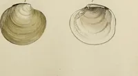 Picture 58 of 83 from General conchology; or, a description of shells arranged according to the Linnean system. And illustrated with plates drawn and coloured from nature. Vol. 1 / by W. Wood. (1815), leaf 417