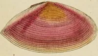 Picture 61 of 83 from General conchology; or, a description of shells arranged according to the Linnean system. And illustrated with plates drawn and coloured from nature. Vol. 1 / by W. Wood. (1815), leaf 421