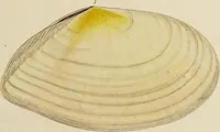 Picture 62 of 83 from General conchology; or, a description of shells arranged according to the Linnean system. And illustrated with plates drawn and coloured from nature. Vol. 1 / by W. Wood. (1815), leaf 421