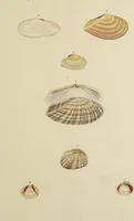 Picture 63 of 83 from General conchology; or, a description of shells arranged according to the Linnean system. And illustrated with plates drawn and coloured from nature. Vol. 1 / by W. Wood. (1815), leaf 423