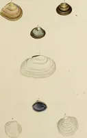 Picture 64 of 83 from General conchology; or, a description of shells arranged according to the Linnean system. And illustrated with plates drawn and coloured from nature. Vol. 1 / by W. Wood. (1815), leaf 425