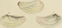 Picture 65 of 83 from General conchology; or, a description of shells arranged according to the Linnean system. And illustrated with plates drawn and coloured from nature. Vol. 1 / by W. Wood. (1815), leaf 427