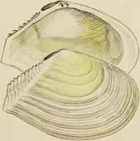 Picture 66 of 83 from General conchology; or, a description of shells arranged according to the Linnean system. And illustrated with plates drawn and coloured from nature. Vol. 1 / by W. Wood. (1815), leaf 427
