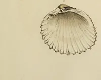 Picture 69 of 83 from General conchology; or, a description of shells arranged according to the Linnean system. And illustrated with plates drawn and coloured from nature. Vol. 1 / by W. Wood. (1815), leaf 431