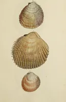 Picture 71 of 83 from General conchology; or, a description of shells arranged according to the Linnean system. And illustrated with plates drawn and coloured from nature. Vol. 1 / by W. Wood. (1815), leaf 435