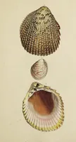 Picture 72 of 83 from General conchology; or, a description of shells arranged according to the Linnean system. And illustrated with plates drawn and coloured from nature. Vol. 1 / by W. Wood. (1815), leaf 437