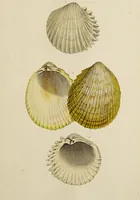 Picture 73 of 83 from General conchology; or, a description of shells arranged according to the Linnean system. And illustrated with plates drawn and coloured from nature. Vol. 1 / by W. Wood. (1815), leaf 439