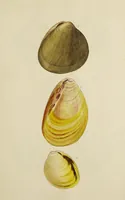 Picture 74 of 83 from General conchology; or, a description of shells arranged according to the Linnean system. And illustrated with plates drawn and coloured from nature. Vol. 1 / by W. Wood. (1815), leaf 441