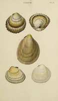 Picture 75 of 83 from General conchology; or, a description of shells arranged according to the Linnean system. And illustrated with plates drawn and coloured from nature. Vol. 1 / by W. Wood. (1815), leaf 443